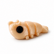 Shrimp